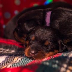 Beauceron Puppies from Beaucerons Des Vents