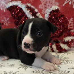 Mastiff and Rat Terrier Puppies from POEM's Haven