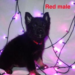 German Shepherd Puppies from Von Der Havier German Shepherds