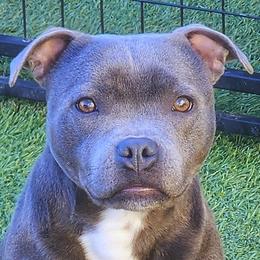 Zeppelin - Staffordshire Bull Terrier
