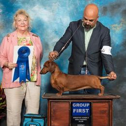 Chihuahuas and Dachshunds from Passport