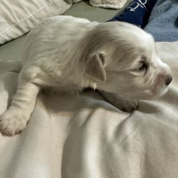 Miniature Schnauzers from Her Mini Schnauzer’s by MizMarilynP