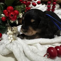 Bruce Springsteen - Phantom male Bernedoodle puppy in Gilbert, Arizona from The Berne Barn... it’s a Doodle thing!
