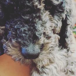 Goldendoodles from Sinclairdoodles