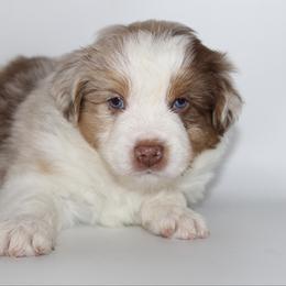 Comet - Red merle male Miniature Australian Shepherd puppy in Brooker, Florida from Triple Branch Aussies