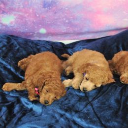 Poodle Puppies from Moyen Majestic Embrace