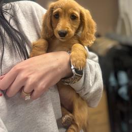 Green Collar Female - Cream female Dachshund puppy in Grandview, Texas from LF & Co Dachshunds