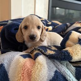 Eeyore - Cream male Dachshund puppy in Vancouver, Washington from Cascade Minis