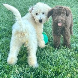 Goldendoodle Puppies from 24 Karat Doodles