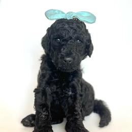 Raven - Black female Goldendoodle puppy in Pulaski, Tennessee from Doodle My Heart