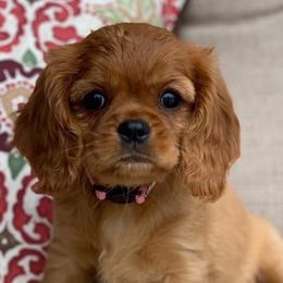 Cavalier King Charles Spaniels from Kristin’s cavaliers