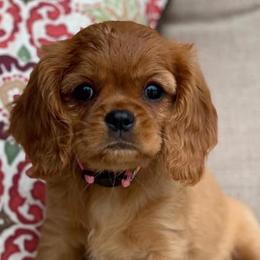 Cavalier King Charles Spaniels from Kristin’s cavaliers
