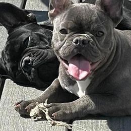 French Bulldogs from Northern Lights Kennel