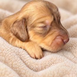 Hermine - Cream female Dachshund puppy in Jarales, New Mexico from Poker Paws Dachshunds