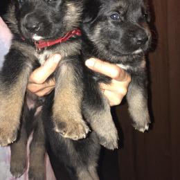 German Shepherd Puppies from Sandy’s Shepherds