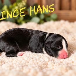 Prince Hans - Black male Border Collie puppy in Sanger, California from Flying M Cactus Ranch Buddies
