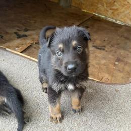 Pluto - Black and silver male German Shepherd puppy in Lake Charlse, Louisiana from Dettaalpha Kennels