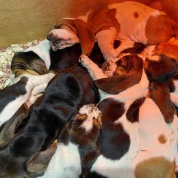 Basset Hound Puppies from Russell Bassets