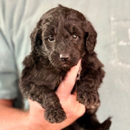 Banjo - Black and white male Aussiedoodle puppy in Eastman, Georgia from Dood B Ranch