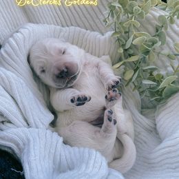 Golden Retriever Puppies from DeClercks Goldens