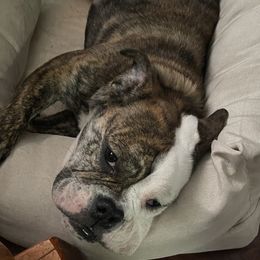 Bulldogs from Heavenly English Bulldogs