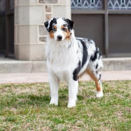 Vegas - Australian Shepherd