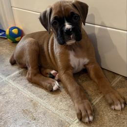 Cooper - Fawn male Boxer puppy in Rochester, Washington from Holly's Boxers of Rochester