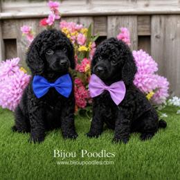 Japanese Chin and Poodle Puppies from Njoy Japanese Chin
