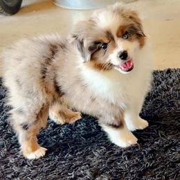 Diamond - Blue merle female Toy Australian Shepherd puppy in Pryor Creek, Oklahoma from DK’s Littles & Co