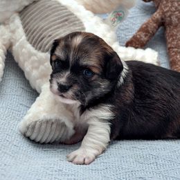 Havanese Puppies from Willow Springs Havanese