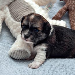Havanese Puppies from Willow Springs Havanese