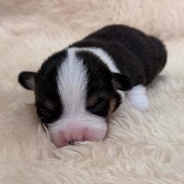 Boy 5 - male Pembroke Welsh Corgi puppy in Drain, Oregon from Sunnydale Corgis