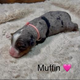 Muffin - Blue merle female Bernedoodle puppy in El Campo, Texas from Little Fur Friends Bernedoodles
