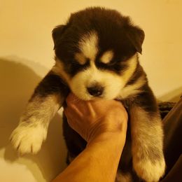 Siberian Husky Puppies from Xk siberians