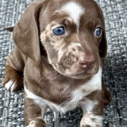Taquito - Dapple female Dachshund puppy in Orlando, Florida from Weiner Wunderland of Central Florida