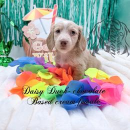 Daisy Duck - Cream female Dachshund puppy in Prairieville, Louisiana from Southern Barron Danes & Dachshunds