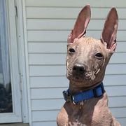 Murtagh - Bronze Xoloitzcuintli puppy in Ethridge, Tennessee from Royalty Reigns Xolos