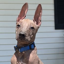 Murtagh - Bronze Xoloitzcuintli puppy in Ethridge, Tennessee from Royalty Reigns Xolos