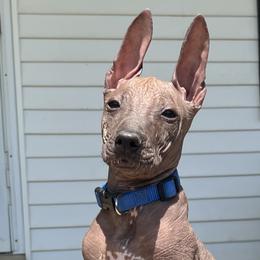 Murtagh - Bronze Xoloitzcuintli puppy in Ethridge, Tennessee from Royalty Reigns Xolos