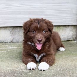 Australian Shepherd Puppies from Forte Australian Shepherds & Co.