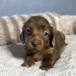 George - Dapple male Dachshund puppy in Gold Canyon, Arizona from Silverking Kennels