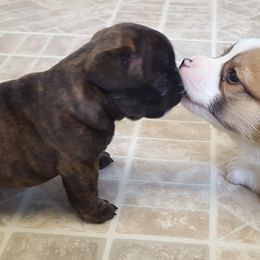 French Bulldog and Pembroke Welsh Corgi Puppies from Top Shelf Corgis and Frenchies