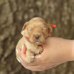 Baron (Orange Collar Male) - Apricot male Cavapoo puppy in Republic, Missouri from Red Skye Puppies