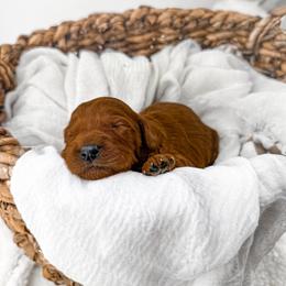 It's The Little Things- Coffee Date - Red  male Goldendoodle puppy in Russell Springs, Kentucky from Milk & Honey Doodles