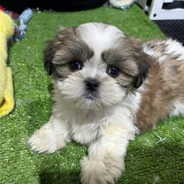 Peter - Tricolor male Shih Tzu puppy in Bourne, Massachusetts from Shih Tzu Pups