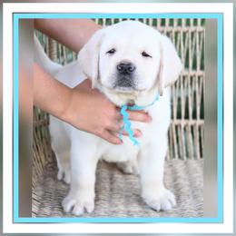 Cleo's Teal - Yellow male Labrador Retriever puppy in Pasco, Washington from ROCK CREEK LABRADORS Pasco, WA