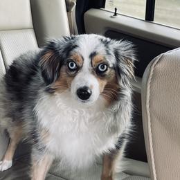 Callie - Miniature Australian Shepherd