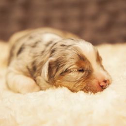 German Shepherd and Miniature American Shepherd Puppies from Sonnenhügel Shepherds