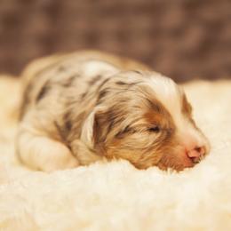 German Shepherd and Miniature American Shepherd Puppies from Sonnenhügel Shepherds