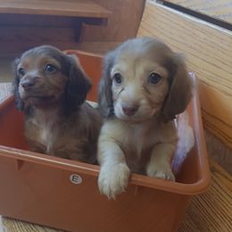 Dachshund Puppies from Nikas Baby Beanz LH Dachshunds